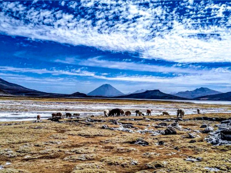 Tour Cañon del Colca Trekking 3D/2N