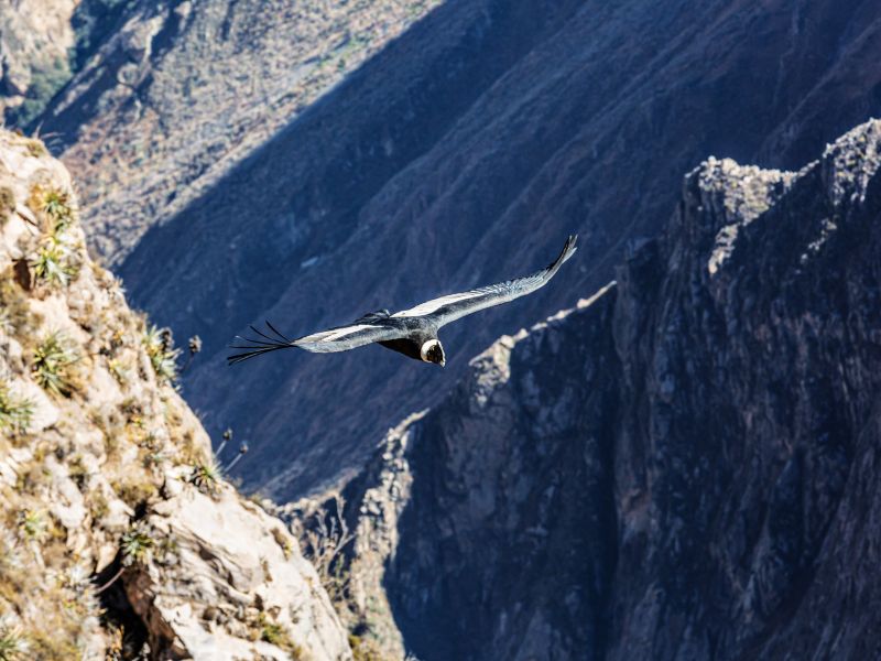 Tour Cañon del Colca 3 Días y 2 Noches