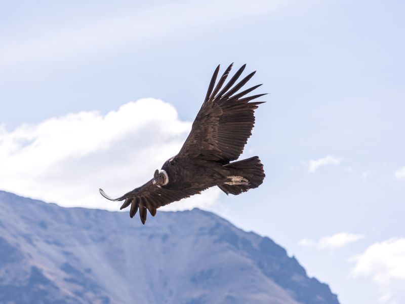Tour Colca Trekking 3 Días y 2 Noche Clásico