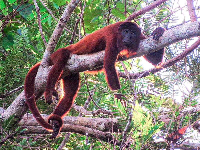 Tour Tambopata 2 Dias 1 Noche