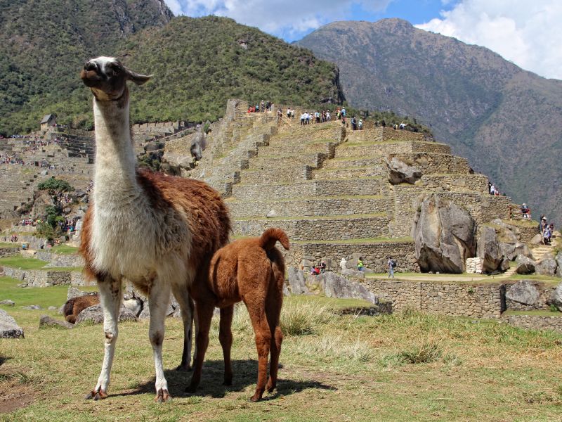 Machu Picchu Tendencia por Tren 4 Días y 3 Noches (Ejecutivo 5D/4N)